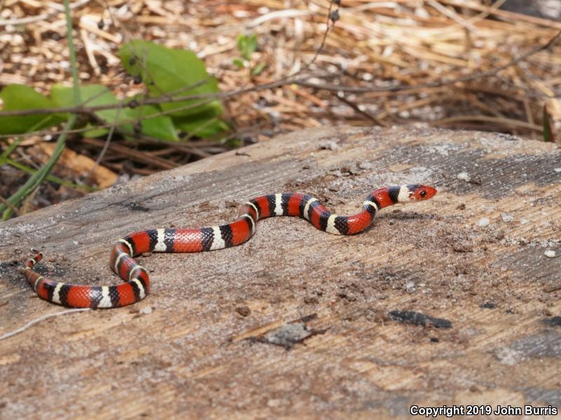 Scarlet Kingsnake (Lampropeltis triangulum elapsoides)