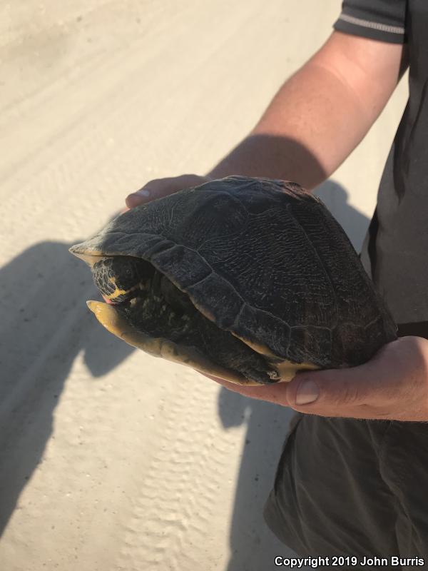 Yellow-bellied Slider (Trachemys scripta scripta)