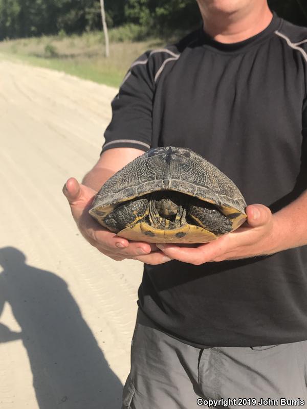 Yellow-bellied Slider (Trachemys scripta scripta)