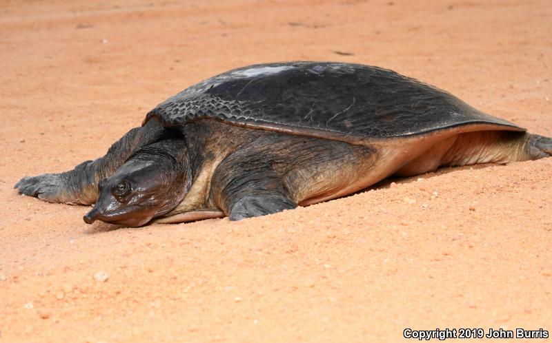 Florida Softshell (Apalone ferox)