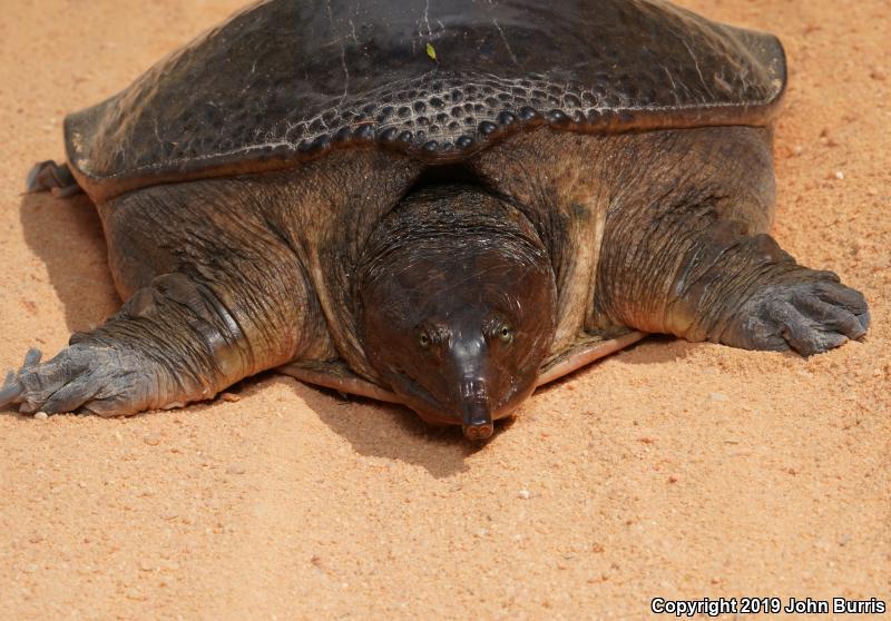 Florida Softshell (Apalone ferox)