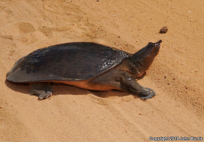 Florida Softshell (Apalone ferox)