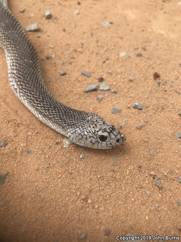 Florida Pinesnake (Pituophis melanoleucus mugitus)