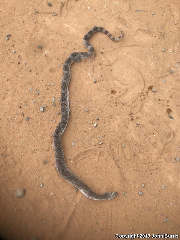 Florida Pinesnake (Pituophis melanoleucus mugitus)