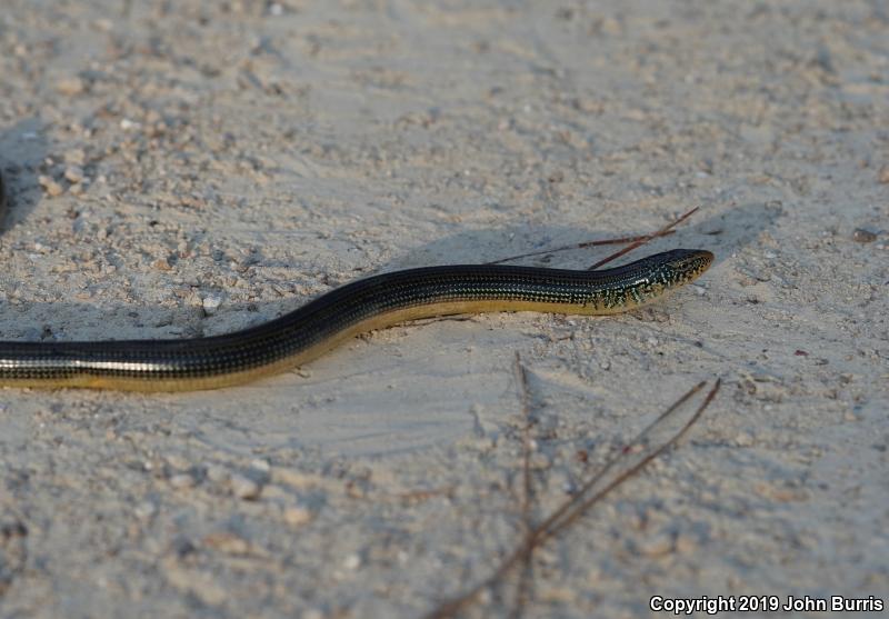 Eastern Glass Lizard (Ophisaurus ventralis)