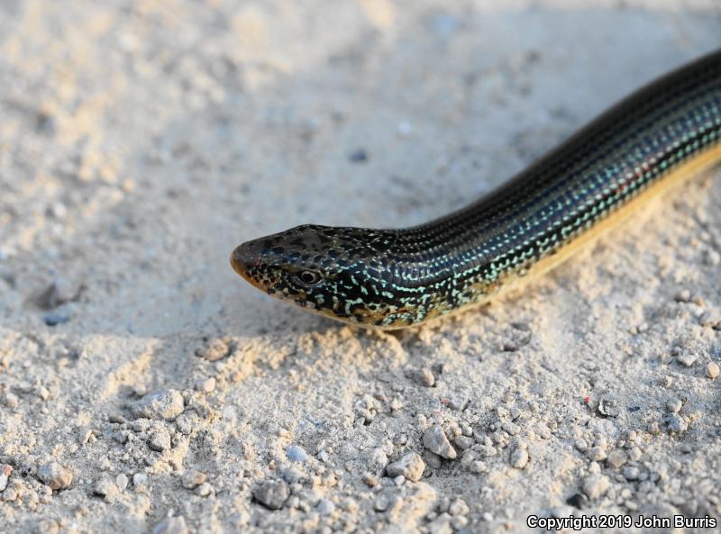 Eastern Glass Lizard (Ophisaurus ventralis)