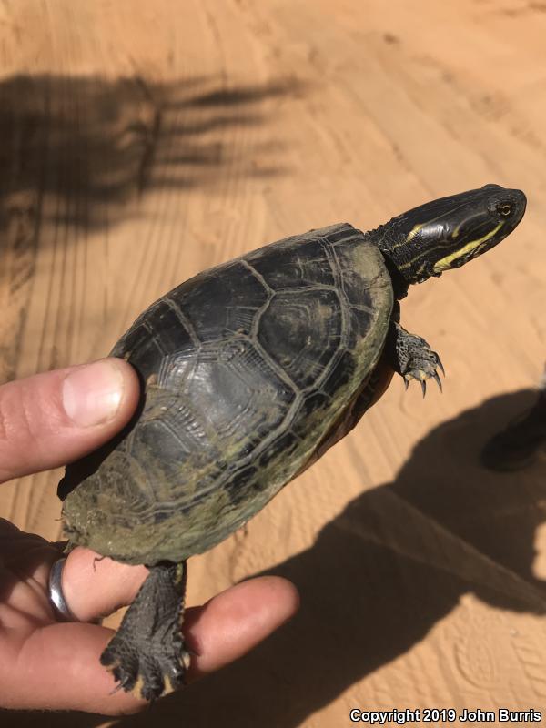 Eastern Chicken Turtle (Deirochelys reticularia reticularia)