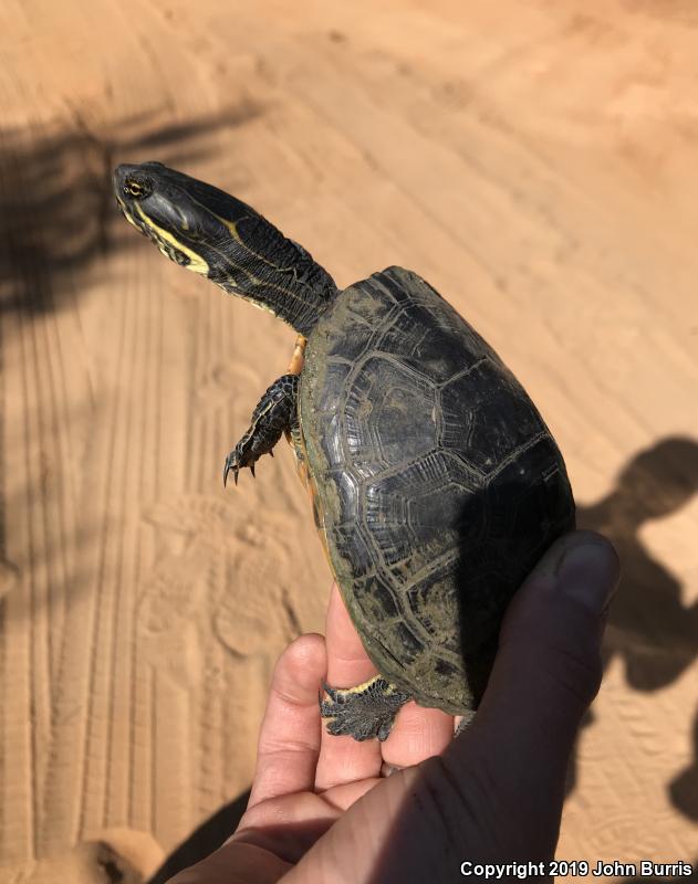 Eastern Chicken Turtle (Deirochelys reticularia reticularia)