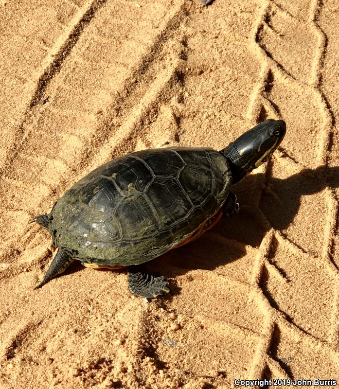 Eastern Chicken Turtle (Deirochelys reticularia reticularia)