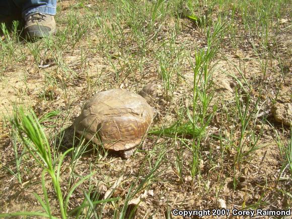 Ornate Box Turtle (Terrapene ornata ornata)