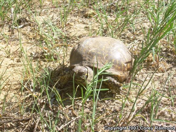 Ornate Box Turtle (Terrapene ornata ornata)