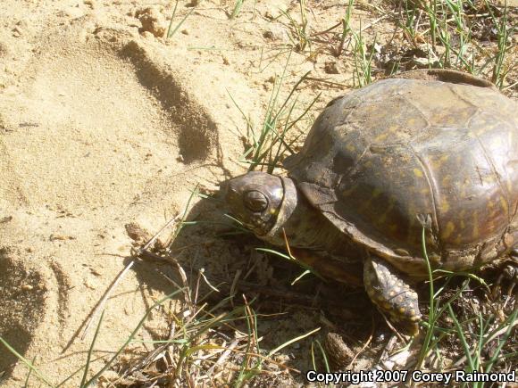 Ornate Box Turtle (Terrapene ornata ornata)