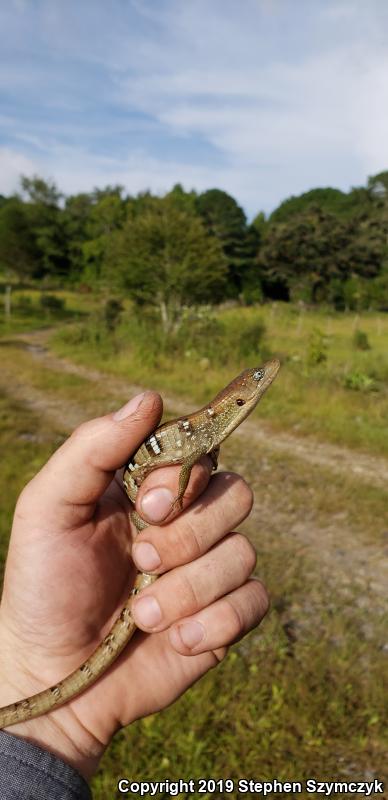 Texas Alligator Lizard (Gerrhonotus infernalis)