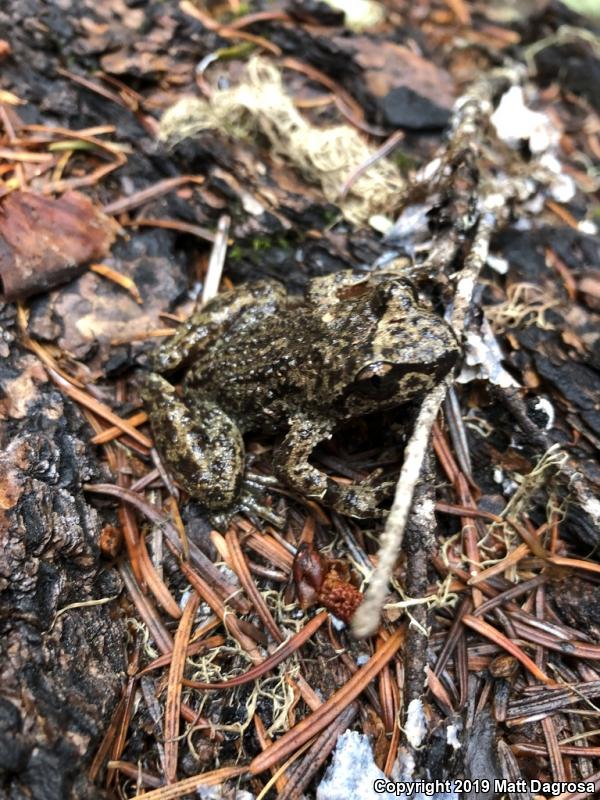 Western Tailed Frog (Ascaphus truei)