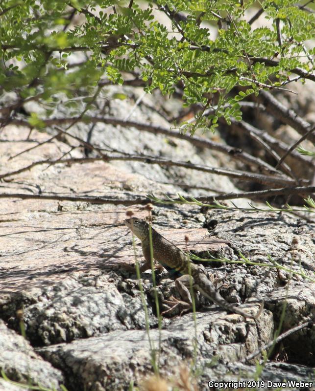 Sonoran Earless Lizard (Cophosaurus texanus reticulatus)