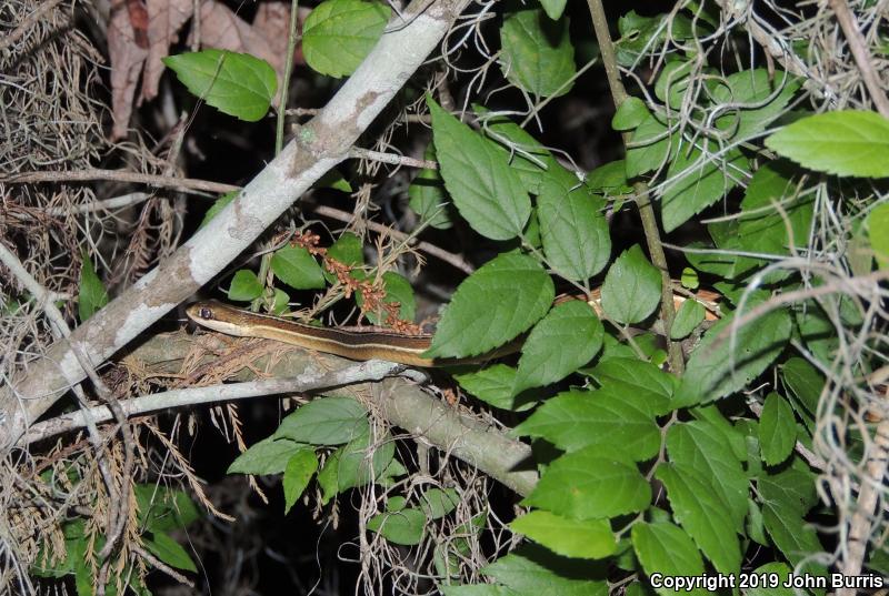 Peninsula Ribbonsnake (Thamnophis sauritus sackenii)