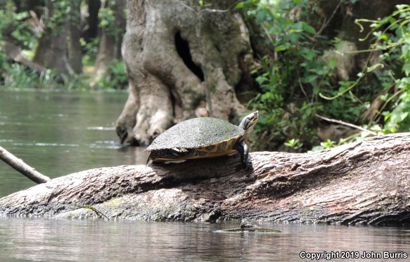 Suwannee Cooter (Pseudemys suwanniensis)