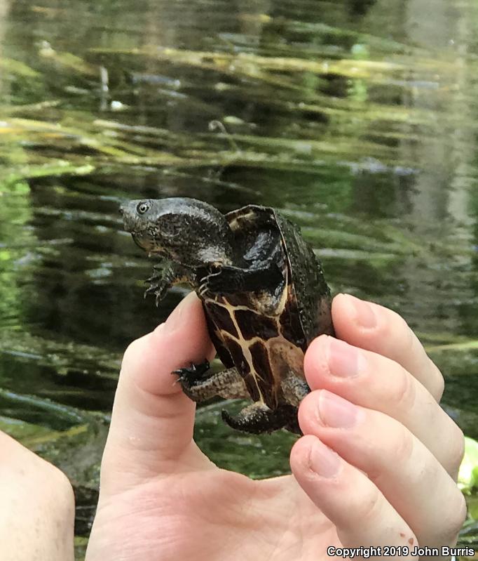 Loggerhead Musk Turtle (Sternotherus minor minor)