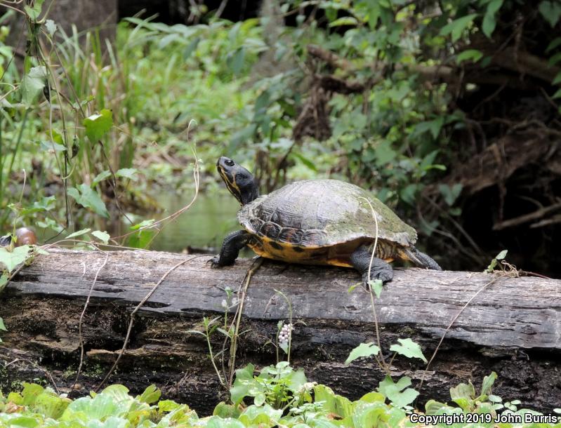 Suwannee Cooter (Pseudemys suwanniensis)