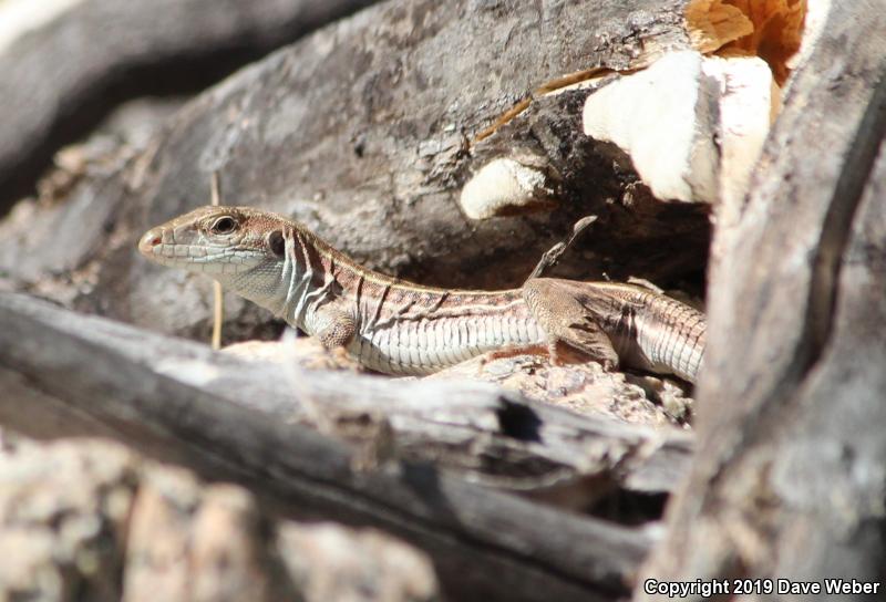 Gila Spotted Whiptail (Aspidoscelis flagellicauda)