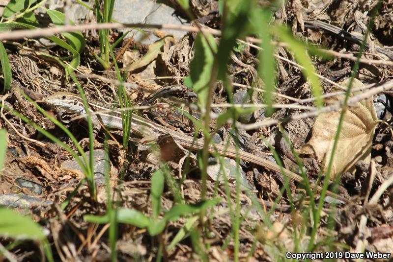 Gila Spotted Whiptail (Aspidoscelis flagellicauda)