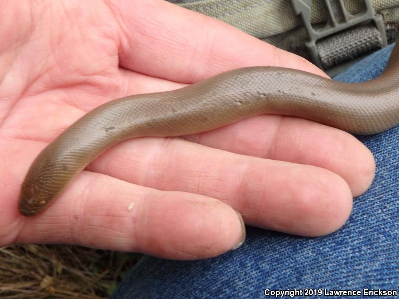 Northern Rubber Boa (Charina bottae)