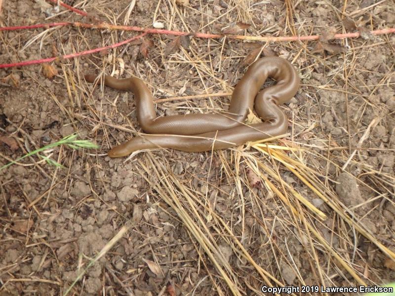 Northern Rubber Boa (Charina bottae)