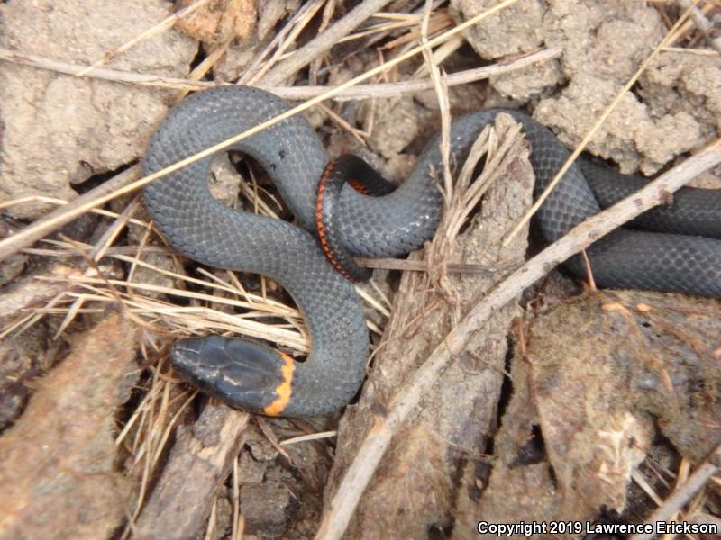 Pacific Ring-necked Snake (Diadophis punctatus amabilis)