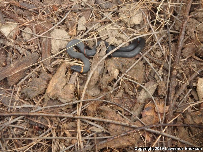 Pacific Ring-necked Snake (Diadophis punctatus amabilis)