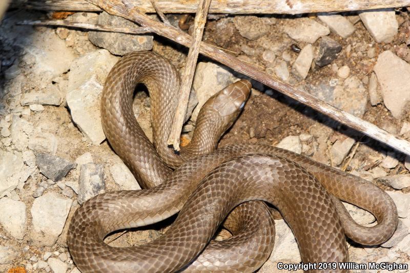 Black-masked Racer (Coluber constrictor latrunculus)