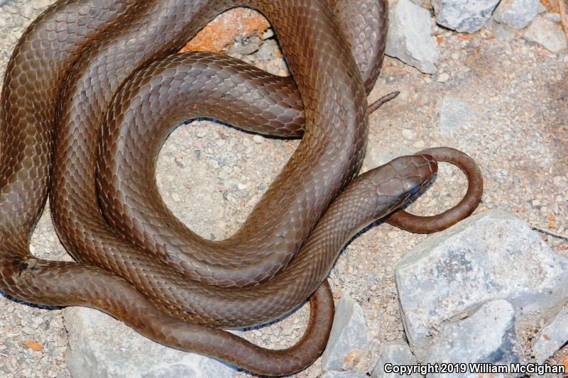 Black-masked Racer (Coluber constrictor latrunculus)