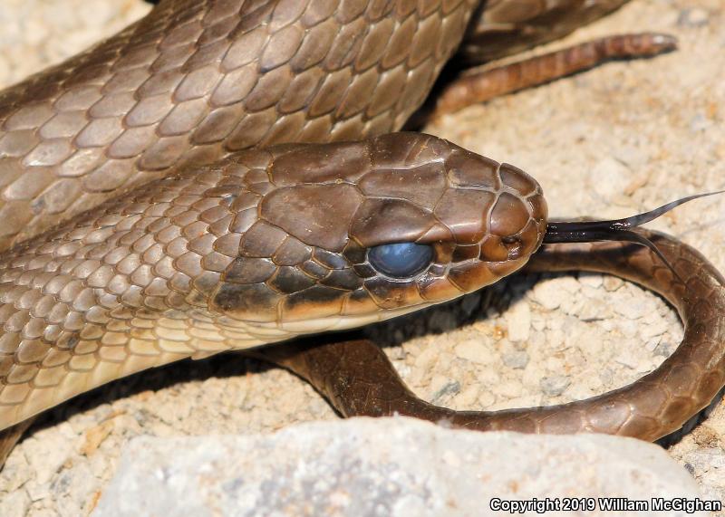 Black-masked Racer (Coluber constrictor latrunculus)