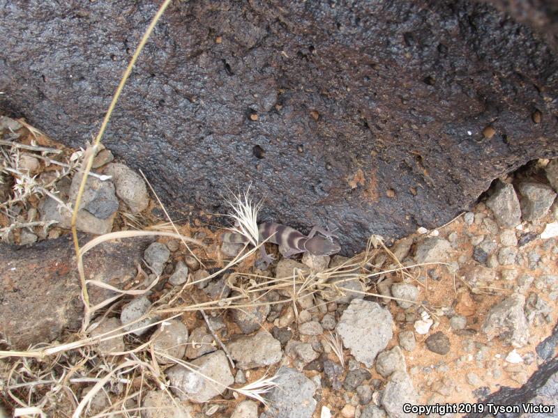 Utah Banded Gecko (Coleonyx variegatus utahensis)