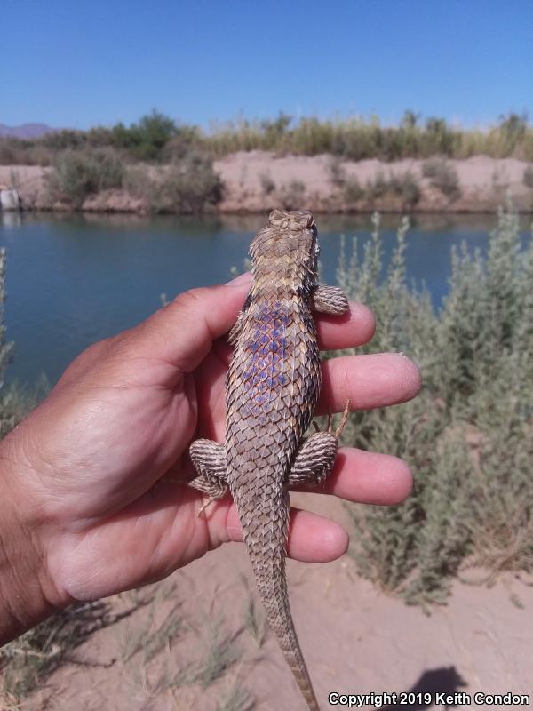 Purple-backed Spiny Lizard (Sceloporus magister magister)