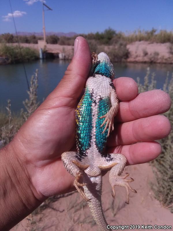 Purple-backed Spiny Lizard (Sceloporus magister magister)