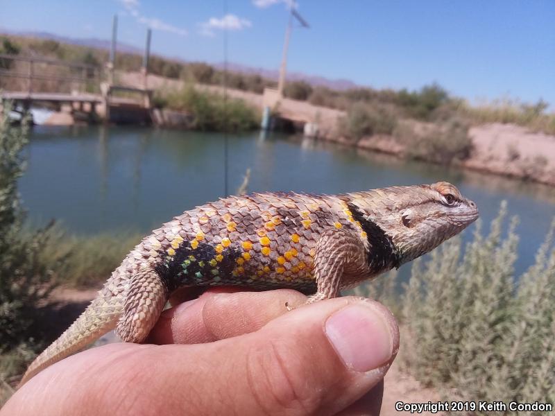 Purple-backed Spiny Lizard (Sceloporus magister magister)