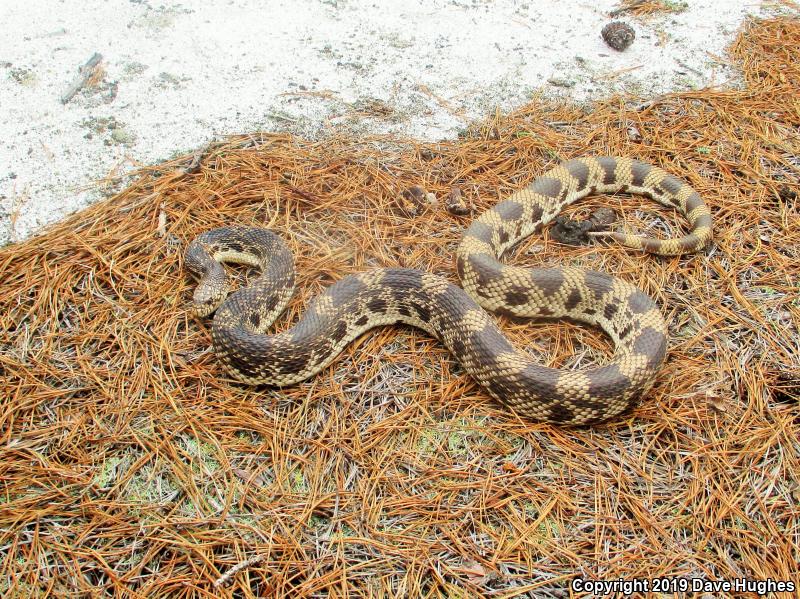 Northern Pinesnake (Pituophis melanoleucus melanoleucus)