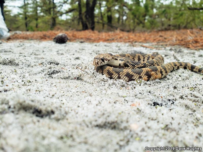 Northern Pinesnake (Pituophis melanoleucus melanoleucus)