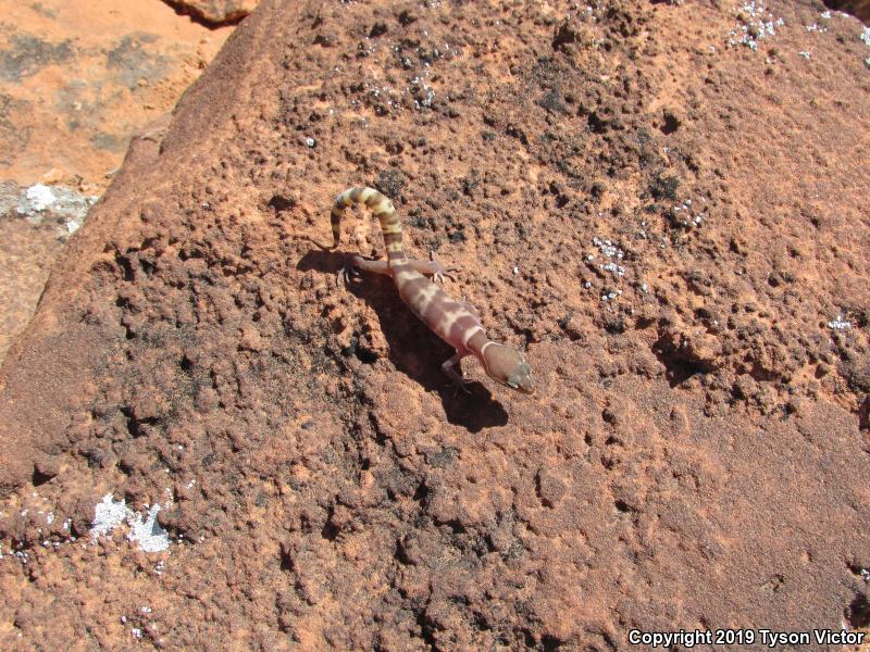 Utah Banded Gecko (Coleonyx variegatus utahensis)