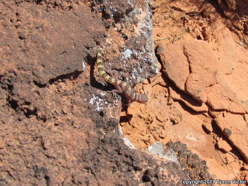 Utah Banded Gecko (Coleonyx variegatus utahensis)