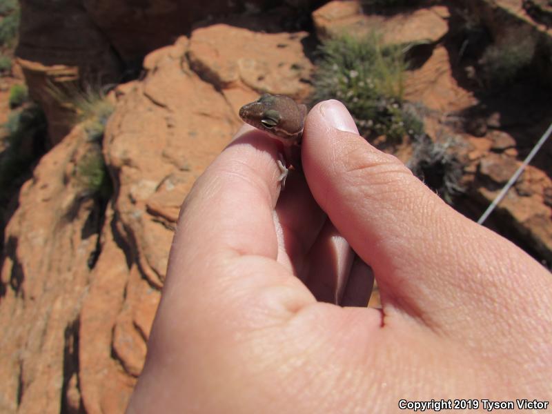 Utah Banded Gecko (Coleonyx variegatus utahensis)