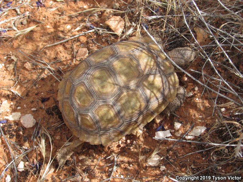 Desert Tortoise (Gopherus agassizii)