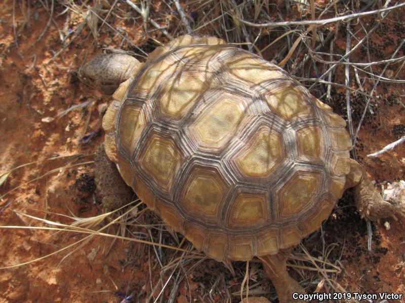 Desert Tortoise (Gopherus agassizii)