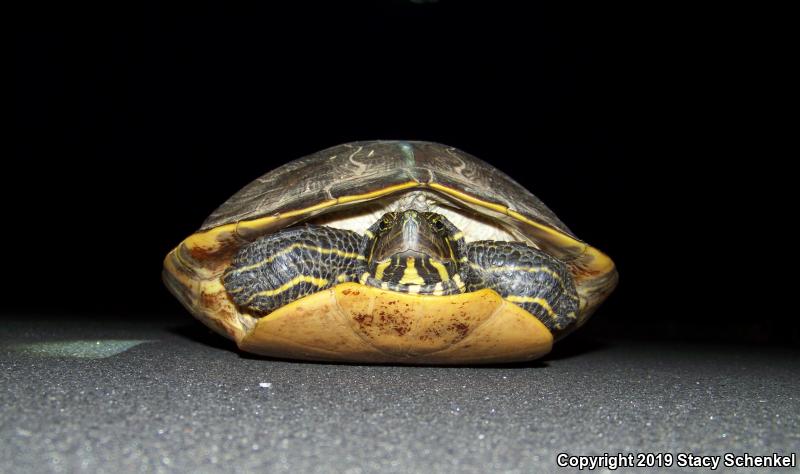 River Cooter (Pseudemys concinna)