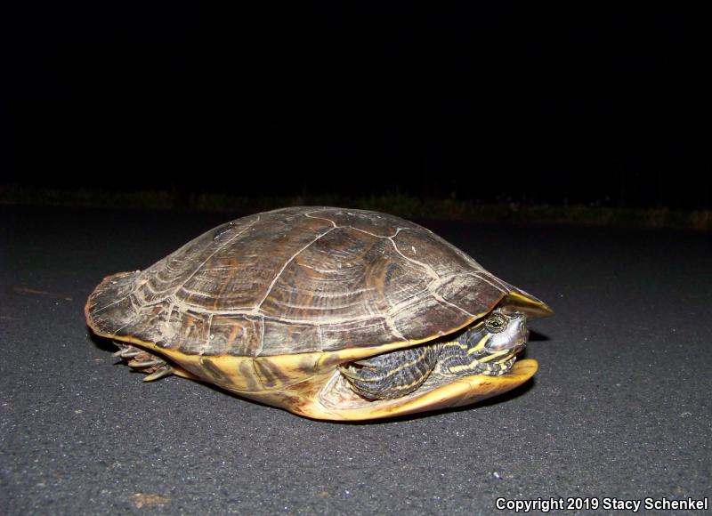 River Cooter (Pseudemys concinna)