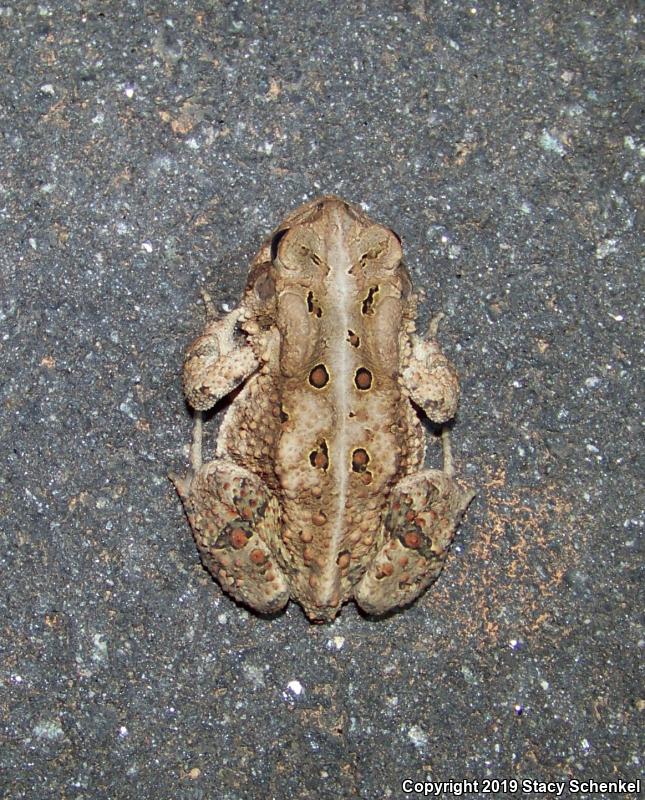 American Toad (Anaxyrus americanus)
