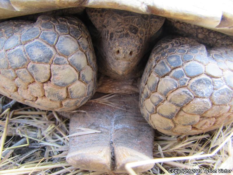 Desert Tortoise (Gopherus agassizii)