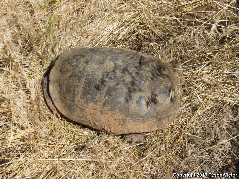 Desert Tortoise (Gopherus agassizii)