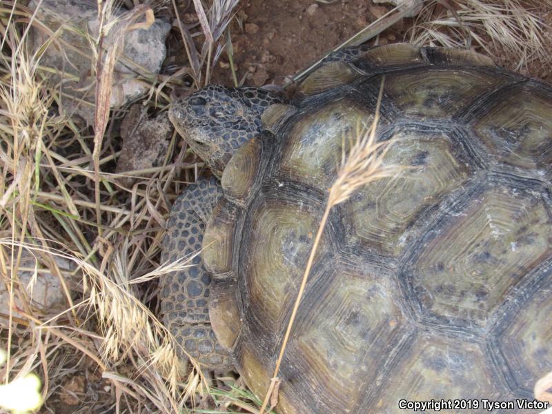 Desert Tortoise (Gopherus agassizii)