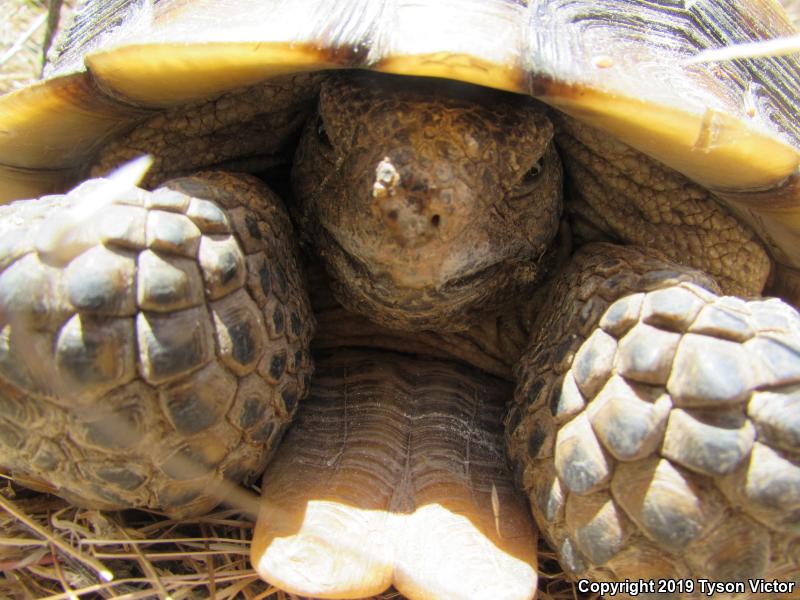 Desert Tortoise (Gopherus agassizii)